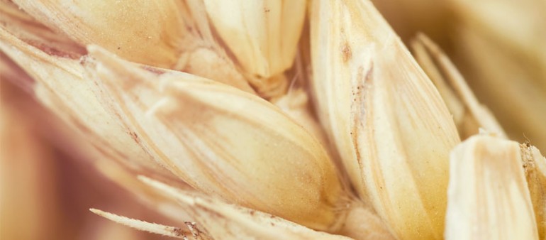 Sugimale ada odi dio gra.