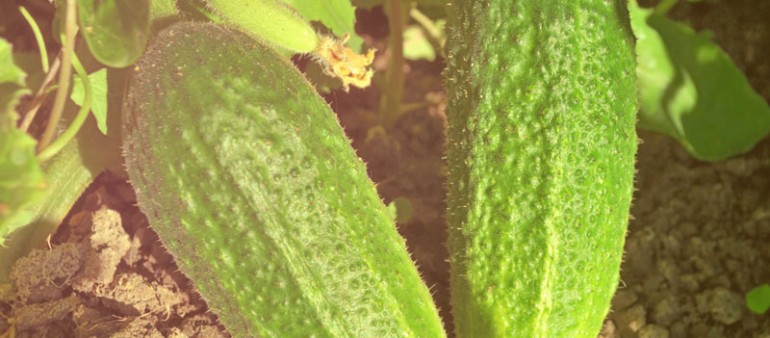 etra gnec accuan mal suada lroe porta.